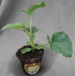 plant de melon &quot;normal&quot;