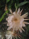 epiphyllum-oxypetalum.jpg