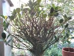 ficus080831-1.JPG