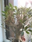 ficus080831-2.JPG