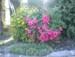 DSCN6193.JPG