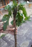 Plante.jpg