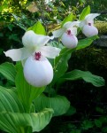 cypripedium.jpg