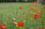 fleurs prairie.jpg