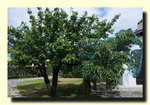 Cerisier protégé 1_redimensionner.jpg