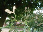 _DSC03750.JPG