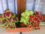 voila la plante en question