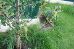 IMG_4700_opt.jpg