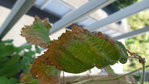 20150602_115534_1.jpg
