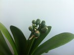 Est-ce un (ou une..) amaryllis ?<br />Les boules sont-elles des fleurs à éclore ?<br />Merci