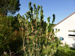 Arb-papillon1.JPG
