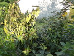 Elaeagnus1.JPG