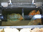Bac 550 litres avec bio gaines