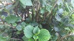 20150606_195655_resized.jpg