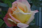 IMGP0198.jpg