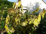 Elaeagnus2.JPG