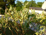 Saule crevette2.JPG