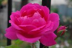 IMGP0148.jpg