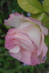 IMGP0173.jpg