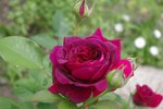 IMGP7810.jpg