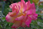 IMGP8654.jpg