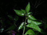 Bougainvilliers malade.JPG