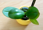 DSC02480-1.JPG