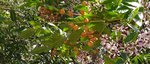 Arbre au parfum de jasmin de l'île de Lerins 6.jpg