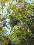 Arbre au parfum de jasmin de l'île de Lerins 5.jpg