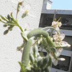 Les deux &quot;boudins&quot; verts sur la tige