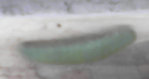 chenilles 4.jpg