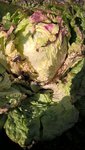 Voilà la salade à l'intérieur