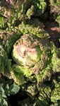 Début du flétrissement du bout des feuilles extérieurs des salades.