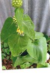 img015a.jpg