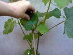 VIGNE ETE 2.jpg