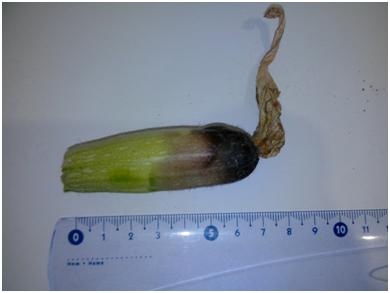 courgette.jpg