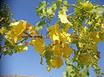 IMG_20150608_094615.jpg