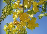 IMG_20150608_094643.jpg