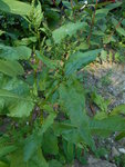 DSCN1333.resized.JPG