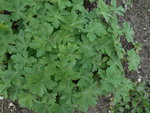 DSCN1340.resized.JPG