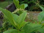 DSCN1342.resized.JPG