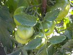 DSCN6240.JPG