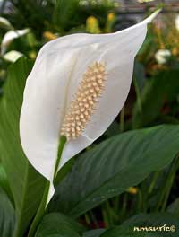 spathiphyllum_fl.jpg