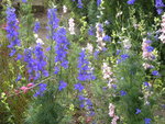 DSCN6238.JPG