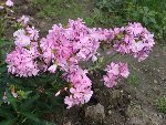 DSC01520.JPG
