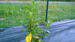 WP_20150611_007.jpg