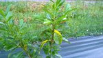 WP_20150611_008.jpg