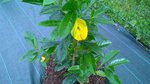 WP_20150611_009.jpg