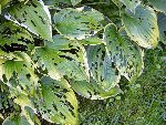 P1020669 r.jpg