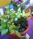 WP_20150611_001.jpg